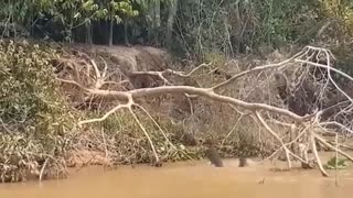 Most Amazing Moments in Jungle