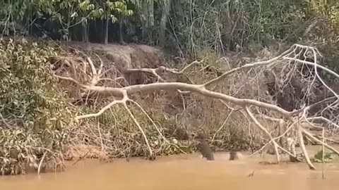 Most Amazing Moments in Jungle