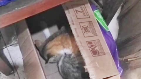 Cat Mansion Adventures 🐱😂 | When a Cardboard Box Becomes a Luxury Palace!"