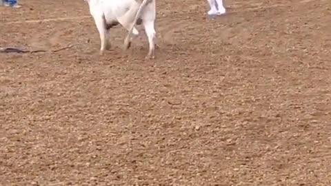 Rodeo Archive 07/07/2023