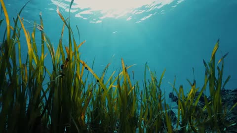 7 Days With the Tribe That BREATHES Underwater (Bajau Sea Nomads)