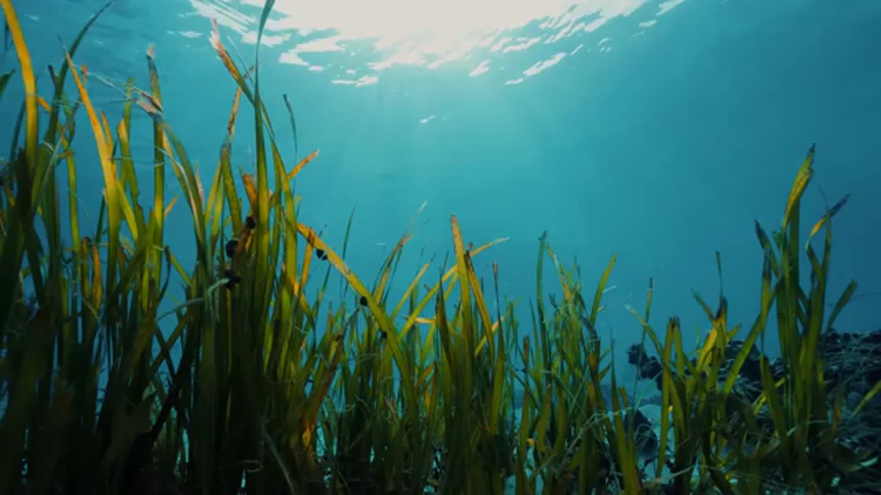 7 Days With the Tribe That BREATHES Underwater (Bajau Sea Nomads)