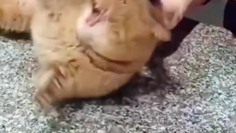 My cat is afraid of the veterinarian. #cats #cutecats