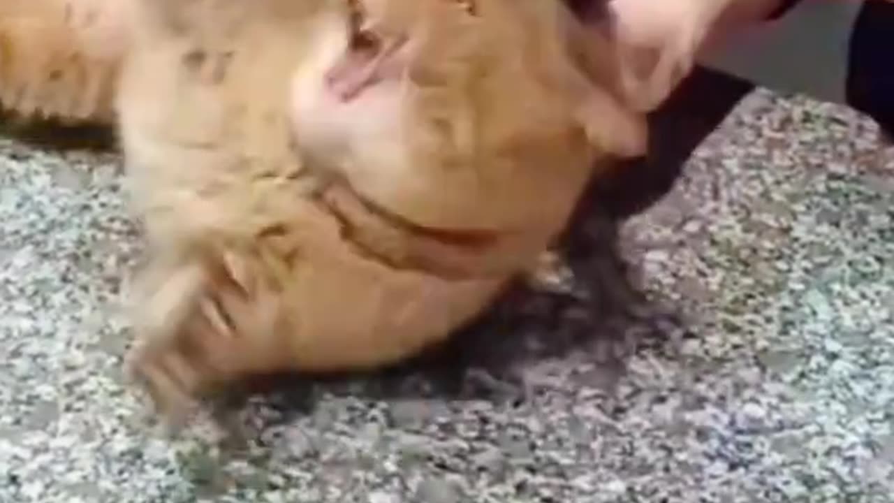 My cat is afraid of the veterinarian. #cats #cutecats