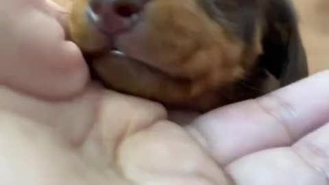 Dachshund.#happydog #dog #funnyvideos #funnydogs #cutedog #dogsoftiktok #doglife #dogs
