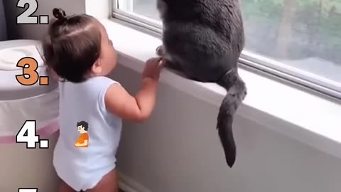 Ranking the Funniest English-Speaking Cats on the Internet