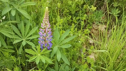 Lupine