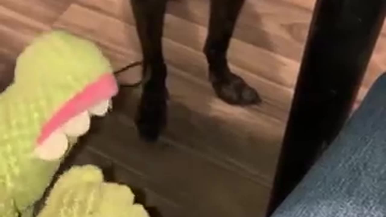 Funny Angry Dog