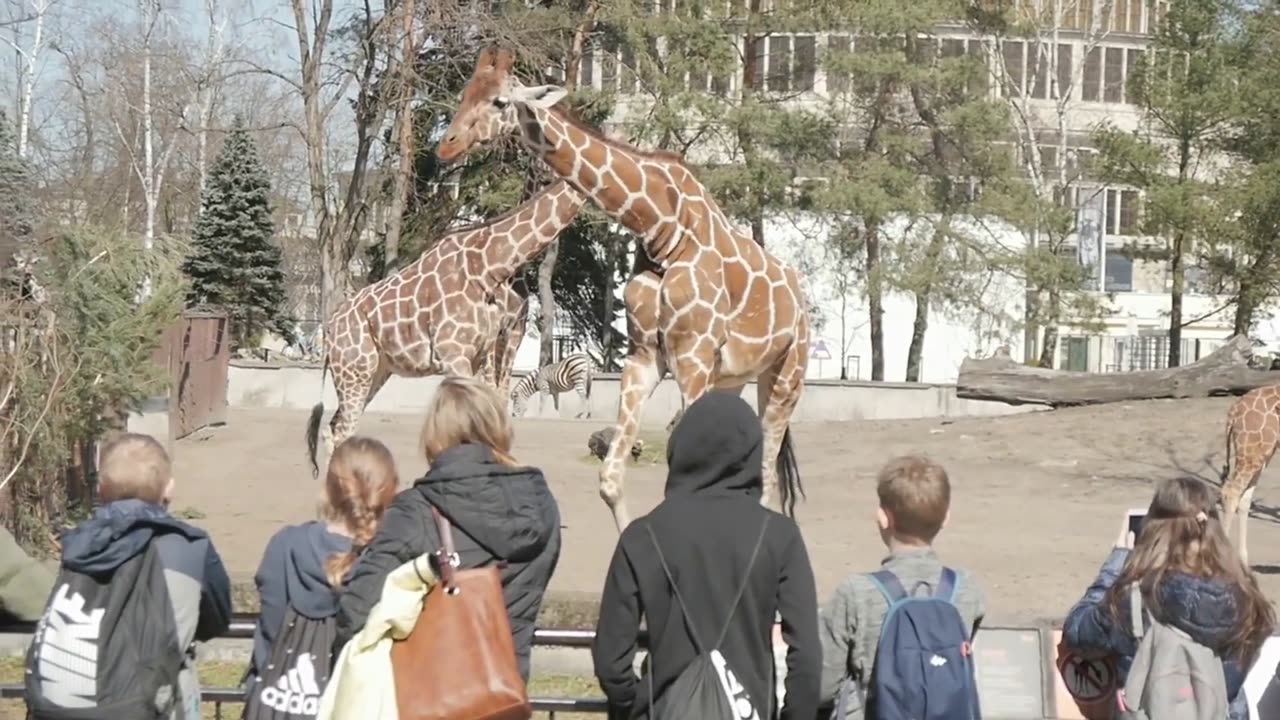 Most amazing real hybrid animals
