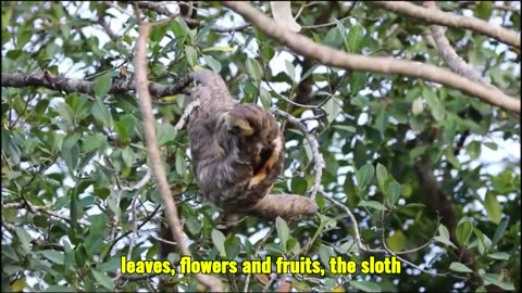 “The Secret of the Slowest Animal in the World”