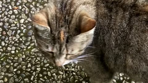 Lora the Cat Parrot