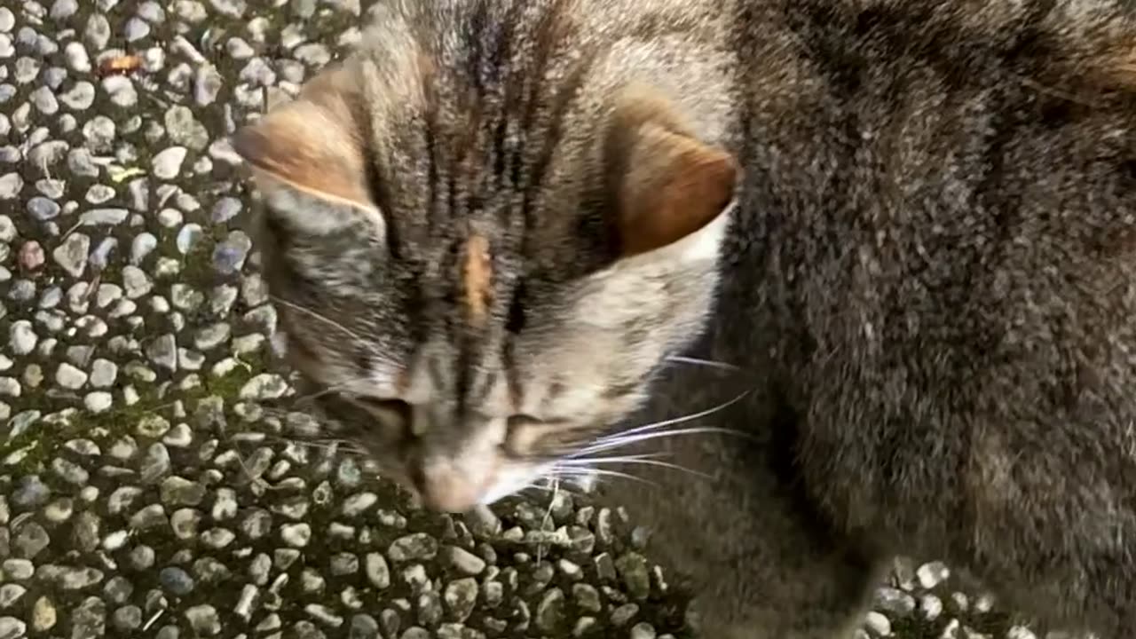 Lora the Cat Parrot