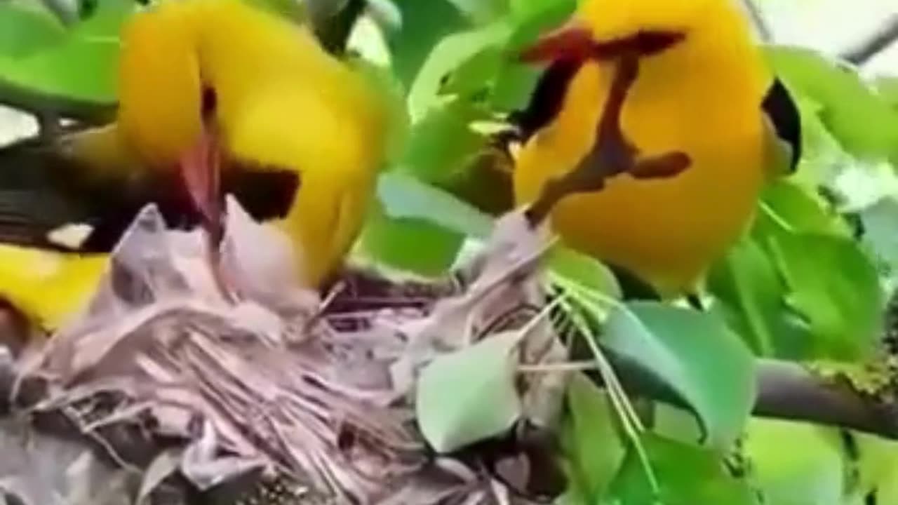 💋 Good Morning Babies