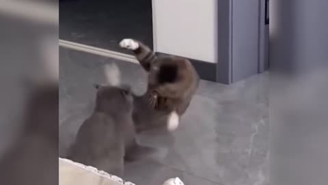 Funniest Cat and Dog _ Funny Animal Videos 🐶 🐱