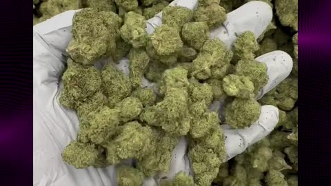 Mule Fuel THCa Flower | 27% Hybrid | Diesel Tobacco Funk | Euphoric | Bulk & White Label #thca