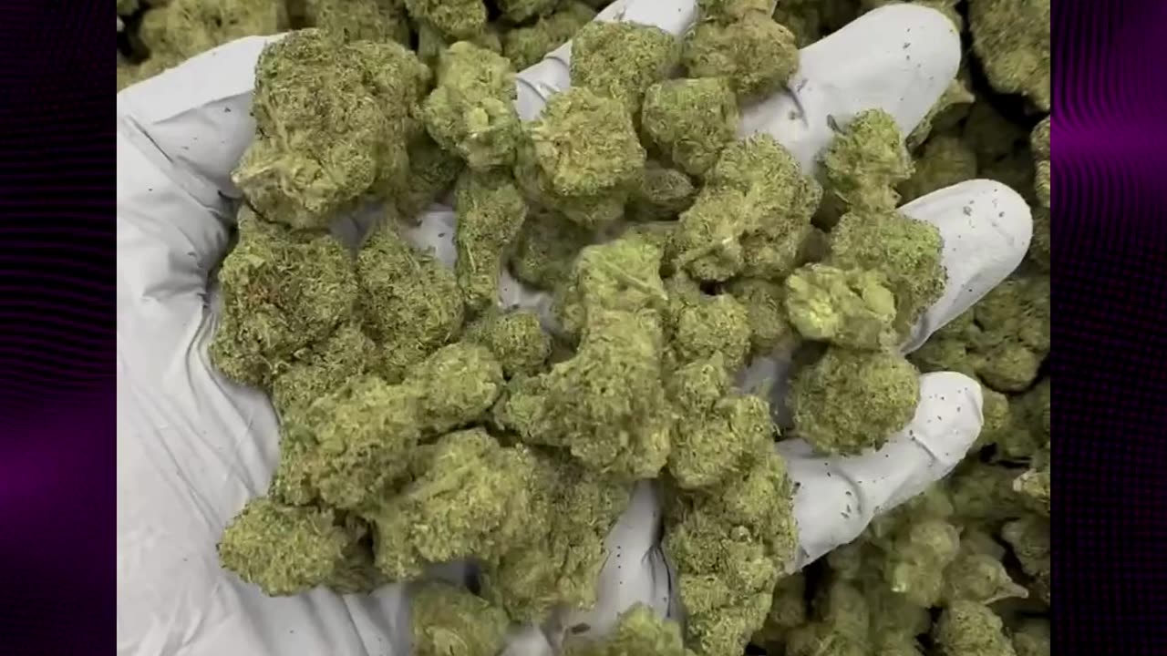 Mule Fuel THCa Flower | 27% Hybrid | Diesel Tobacco Funk | Euphoric | Bulk & White Label #thca