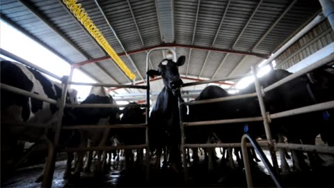 Why you should be vegan