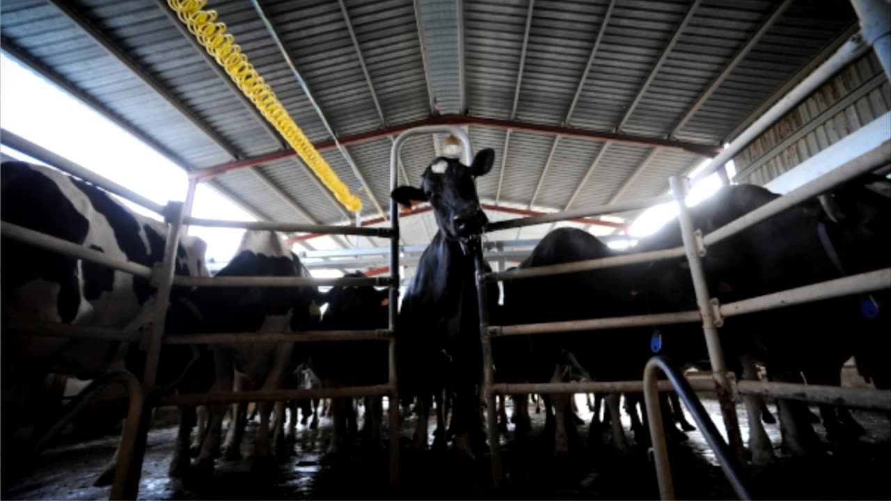 Why you should be vegan