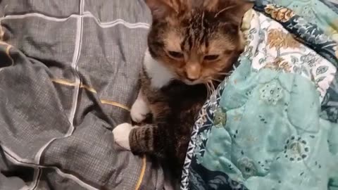 Adorable Blanket Snuggle: Cat’s Cutest Clumps of Cozy You’ll Laugh At