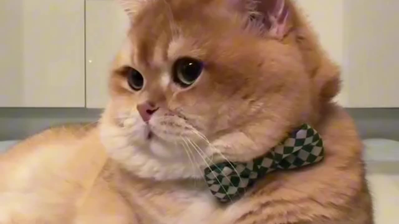 Grumpy zoey cat wearing tie