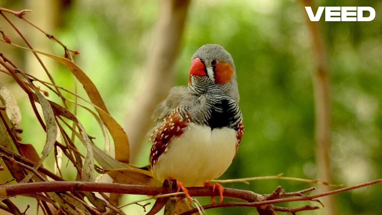 Para Recibir el Canto de los Pajaros