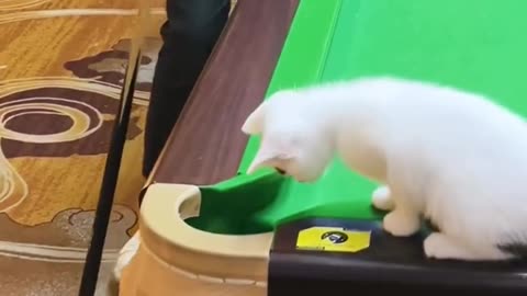 If you are watching this video, know that God has made you the guardian angel of a hungry cat💝