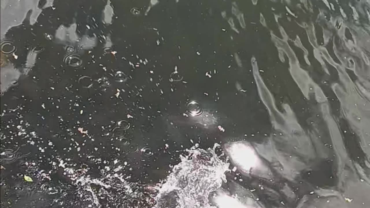 Largemouth bass.