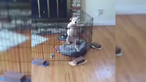 Funniest Cats and Dogs _ Funny Animal Videos