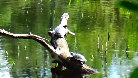 Painted Turtles