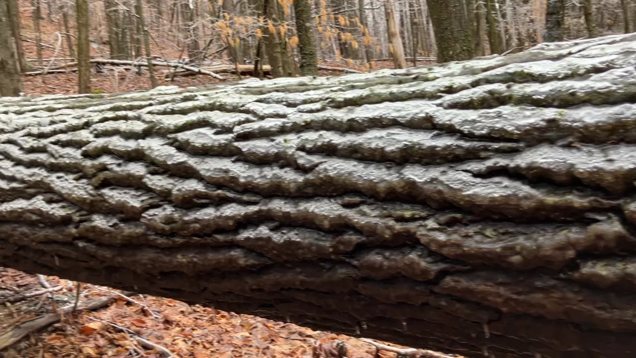 Ice Log 🪵