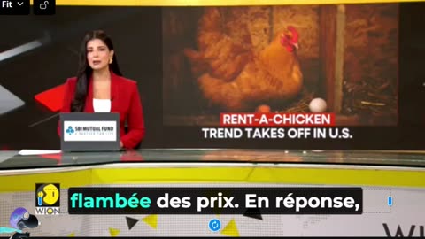GOLDEN EGG: RENT-A-CHICK