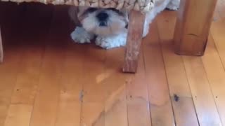 😂🤯 This New Zealander's Epic Struggle to Pronounce EYES Will Leave You in Stitches! | FunFM