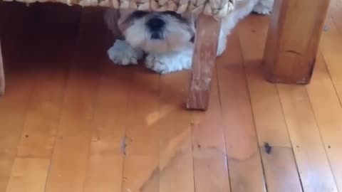 😂🤯 This New Zealander's Epic Struggle to Pronounce EYES Will Leave You in Stitches! | FunFM