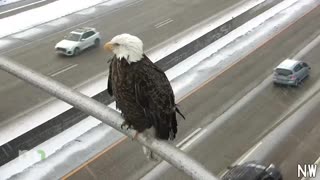 Bald Eagle spotted on traffic cam in Minnesota