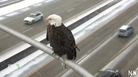 Bald Eagle spotted on traffic cam in Minnesota