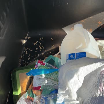 Maggots In Garbage Can