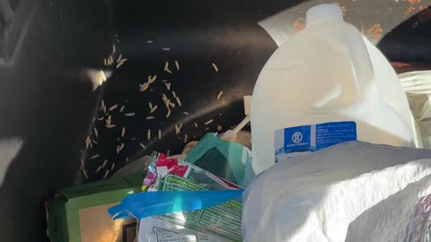 Maggots In Garbage Can