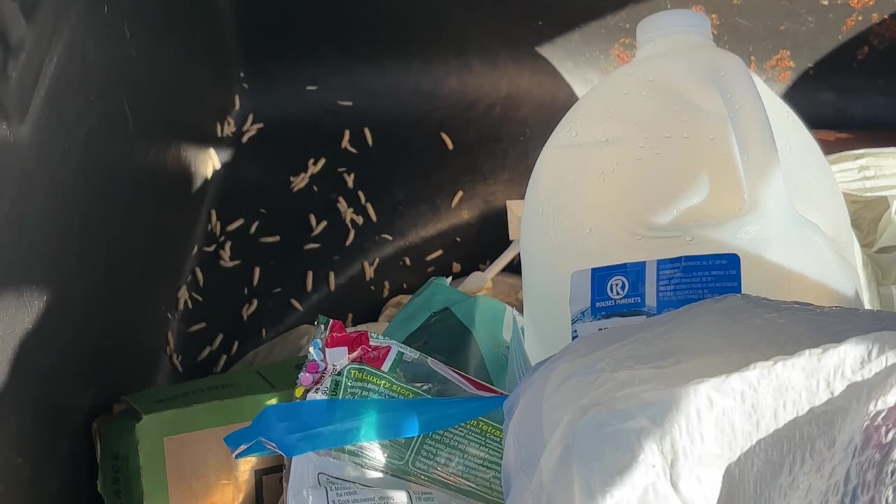 Maggots In Garbage Can