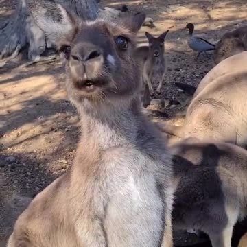 Kangaroo saying Hi, only in Australia 🇦🇺