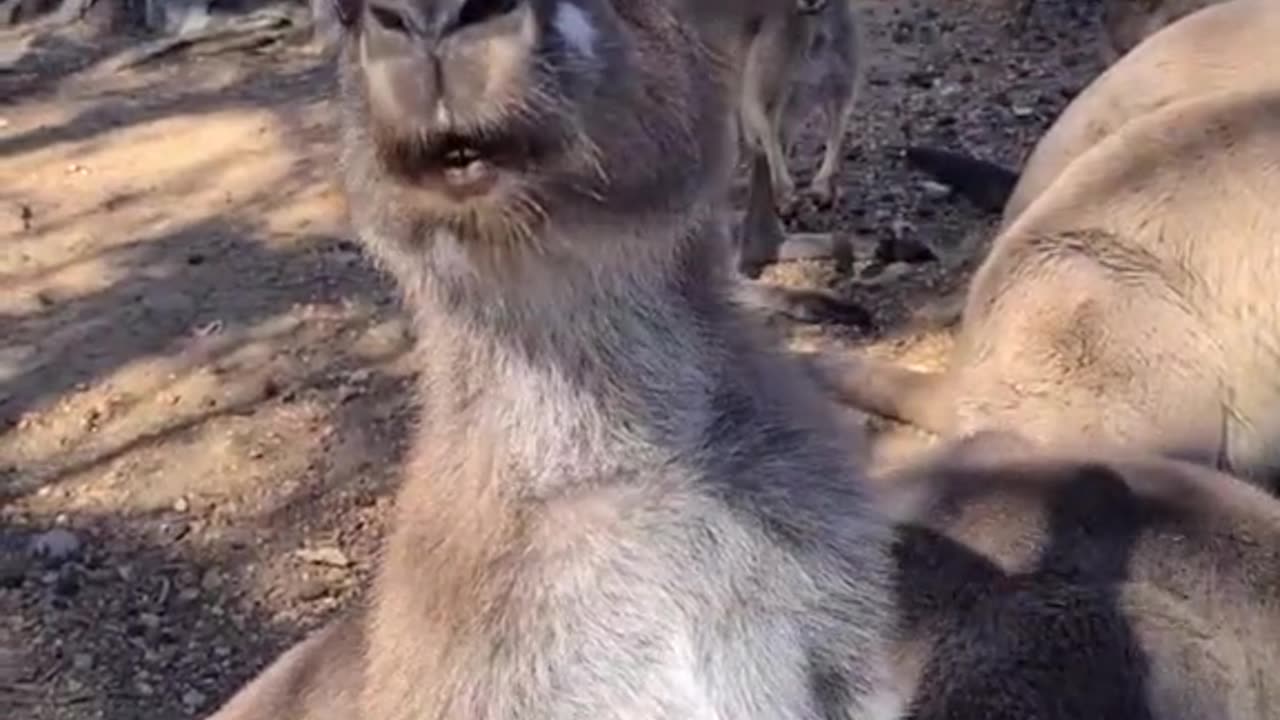 Kangaroo saying Hi, only in Australia 🇦🇺