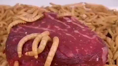 Time lapse Mealworms vs. Raw beef
