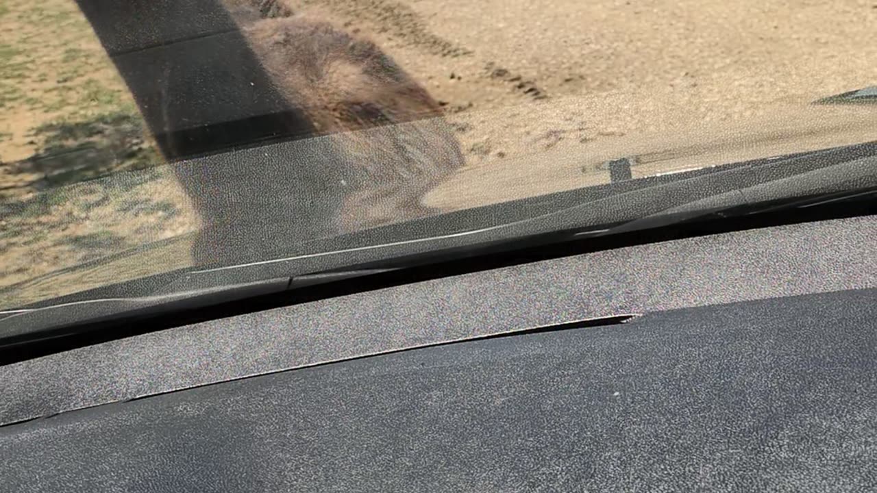 Greedy Llama Won't Let Car Pass