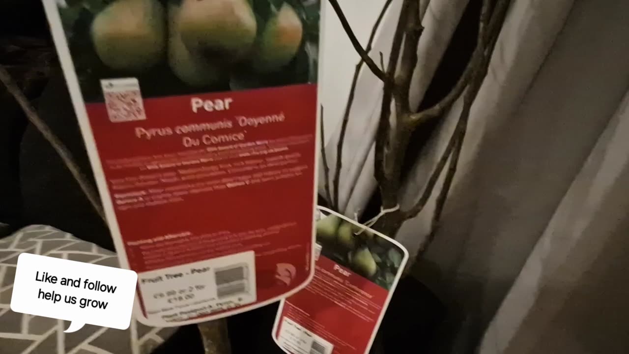 Another pear tree for the garden! 2 for £18 could you say no?