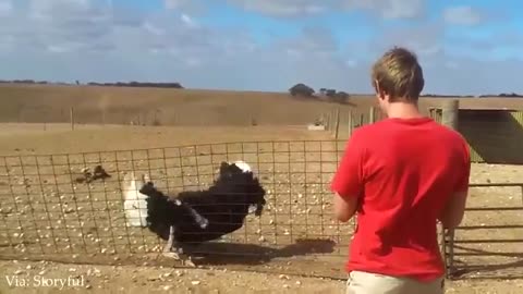 Funniest Animal Videos of March 2025 😂 Dogs & Cats That’ll Leave You in Stitches!