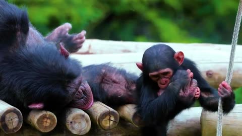 Amazing wildlife animals