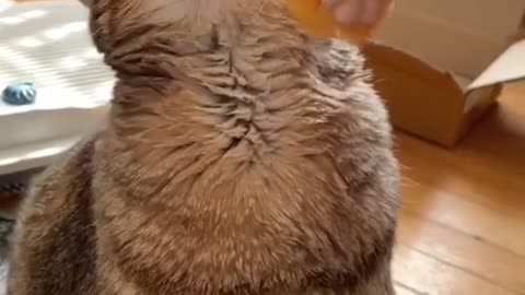 Funny Animals