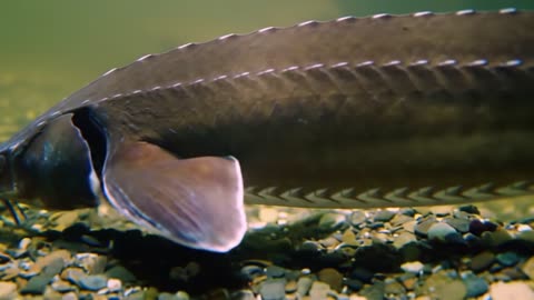 Sturgeon Fish (স্টার্জন মাছ)