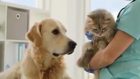 Vet's Magic Touch: Golden Retriever Calms Terrified Kitty in Seconds! 🐶🐱