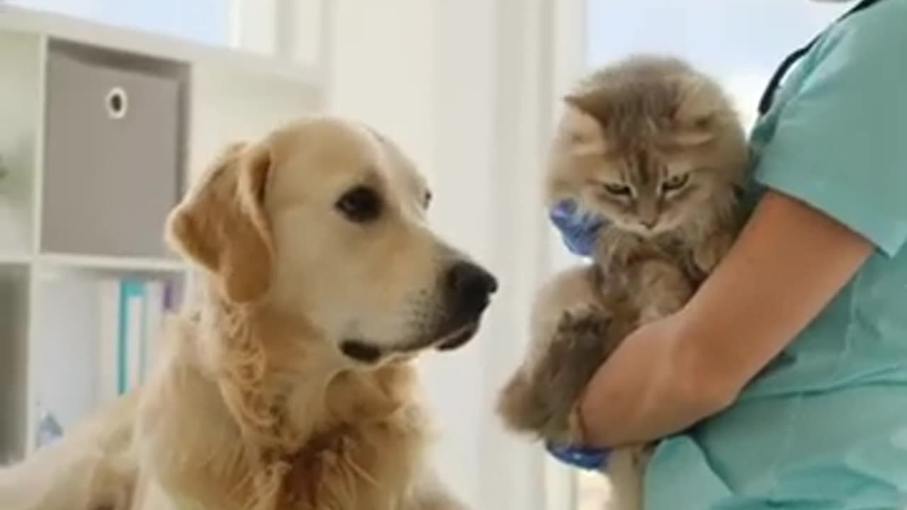 Vet's Magic Touch: Golden Retriever Calms Terrified Kitty in Seconds! 🐶🐱
