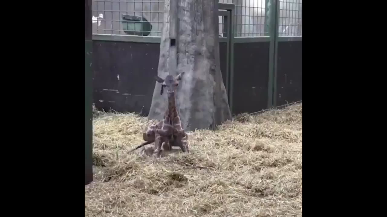 Adorable Animal Chaos: Compilation You Can’t Resist!
